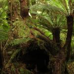 Malt Rest (Otway Park) - Rainforest walk